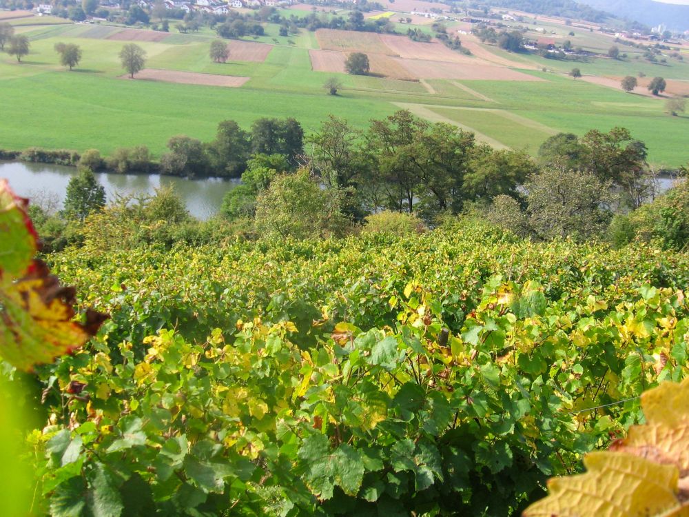 Blick durch den Weinberg