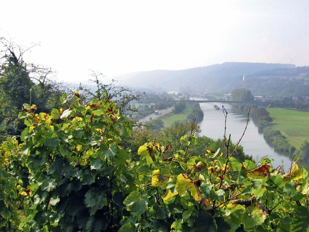 Weinberg und Fluss im Hintergrund