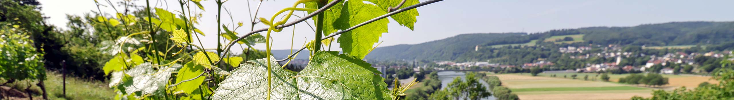 Foto mit Weinreben auf Weinberg