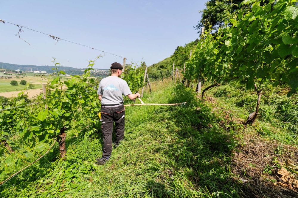 Weinbergpflege