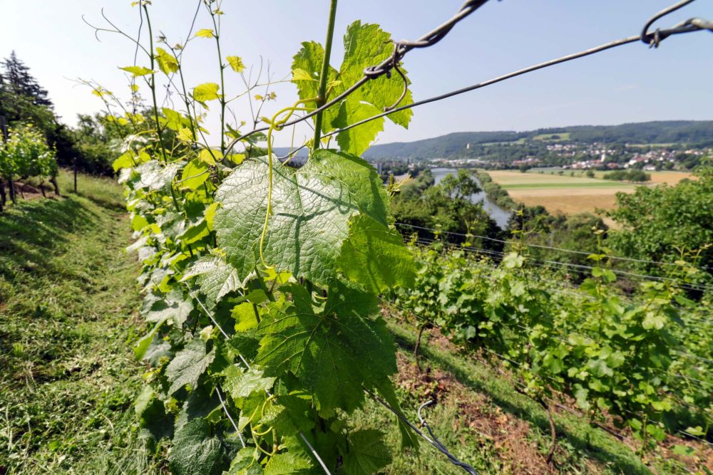 Weinreben wachsen an Seilen