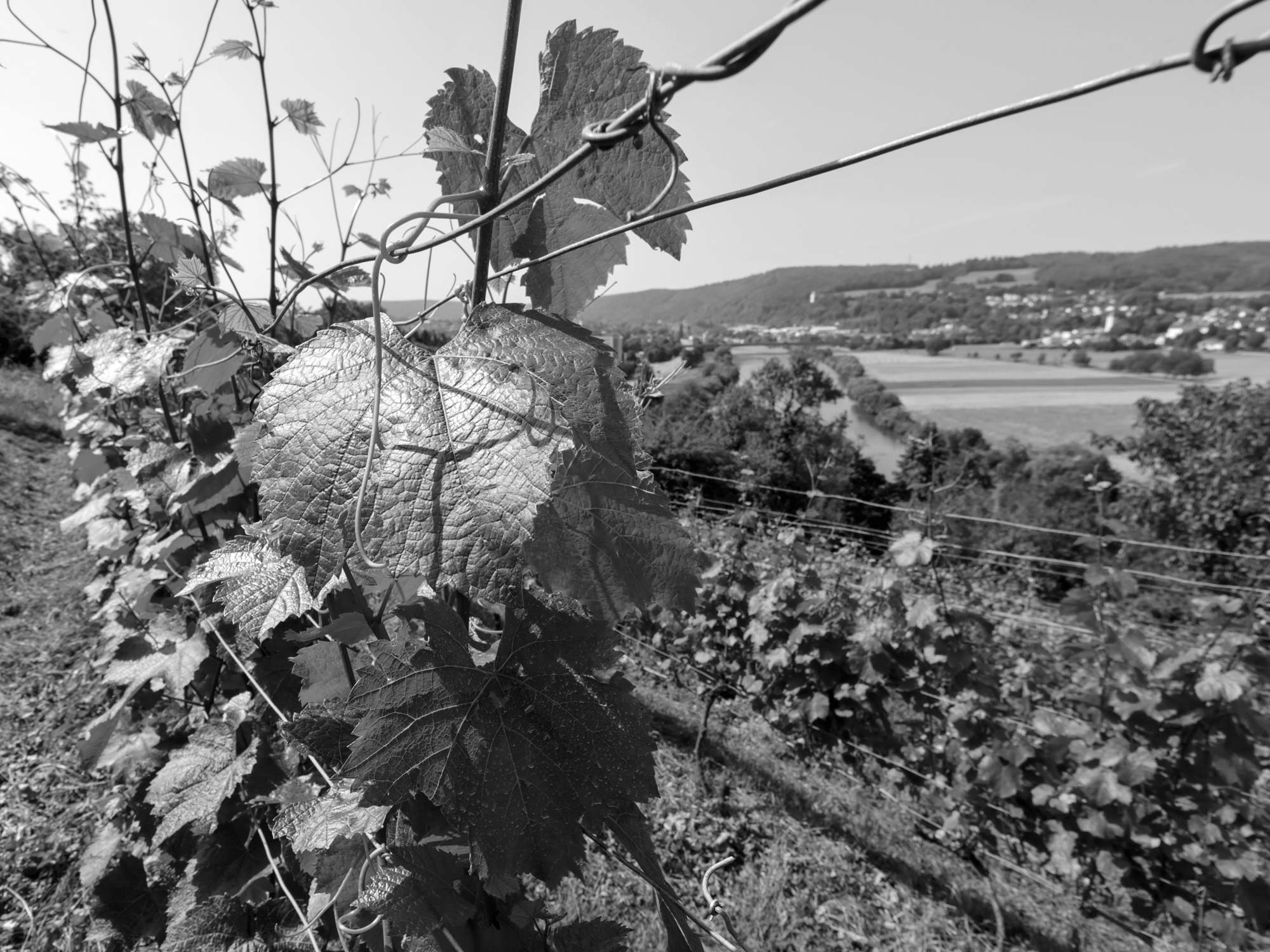 Unser Weinberg in Mosbach-Diedesheim